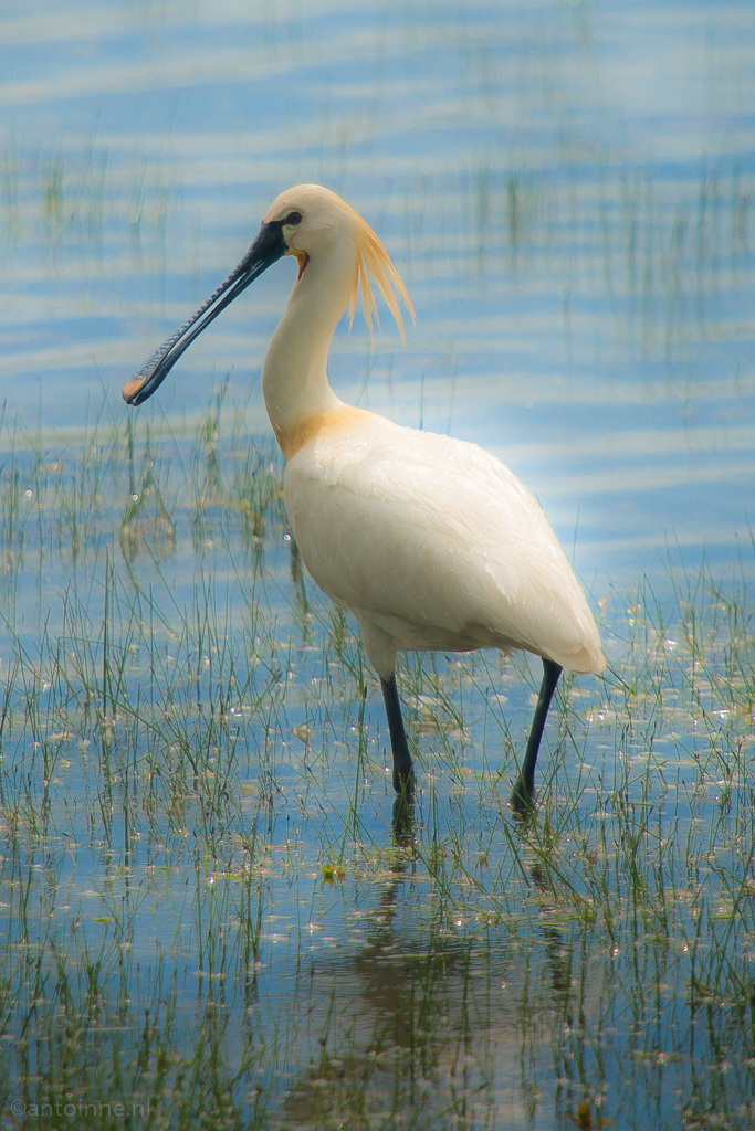 Spoonbill (France)