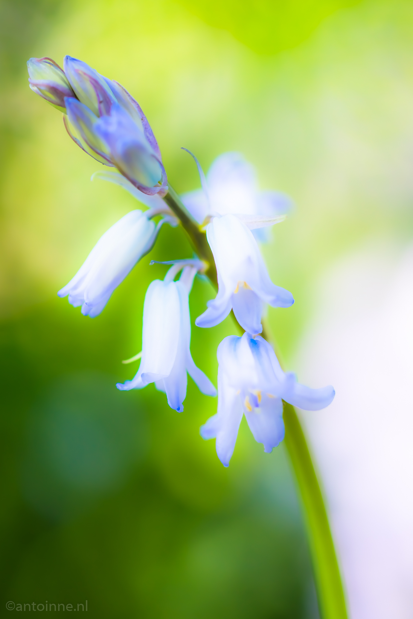 Detail (Costerustuin, april 2019)