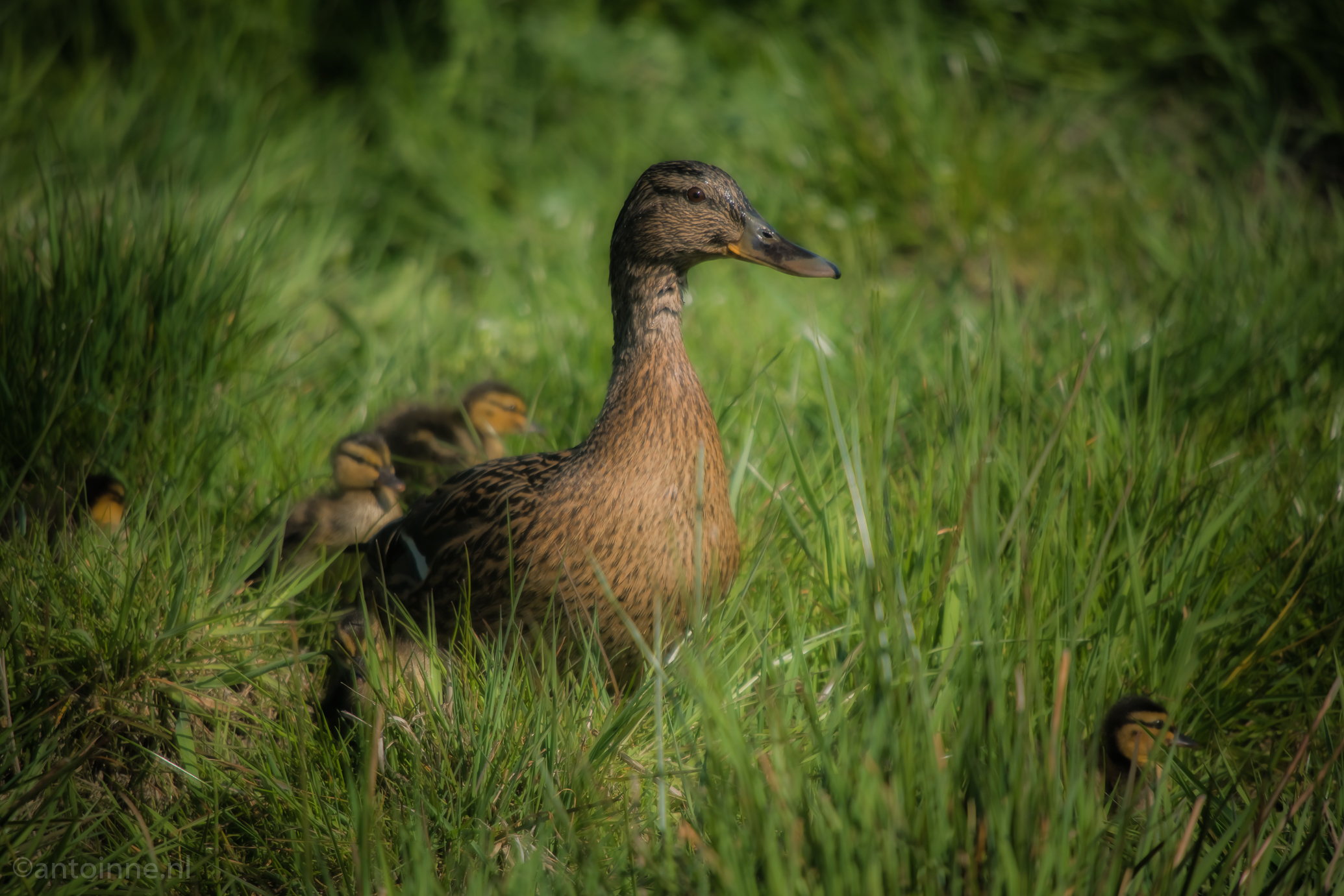 Mother duck and ducklings (Eemnes, 2019)