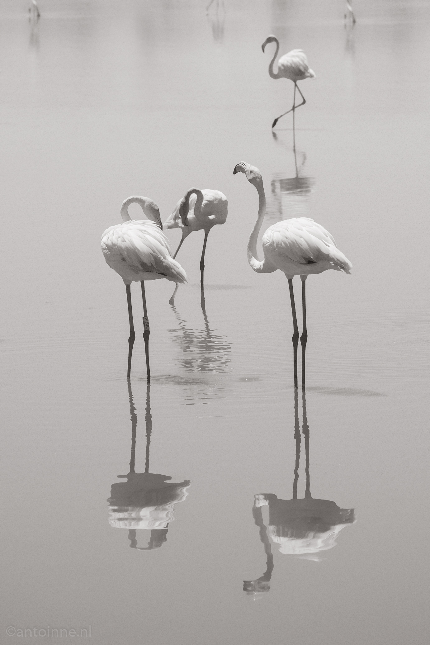 Parc Ornithologique de Pont de Gau