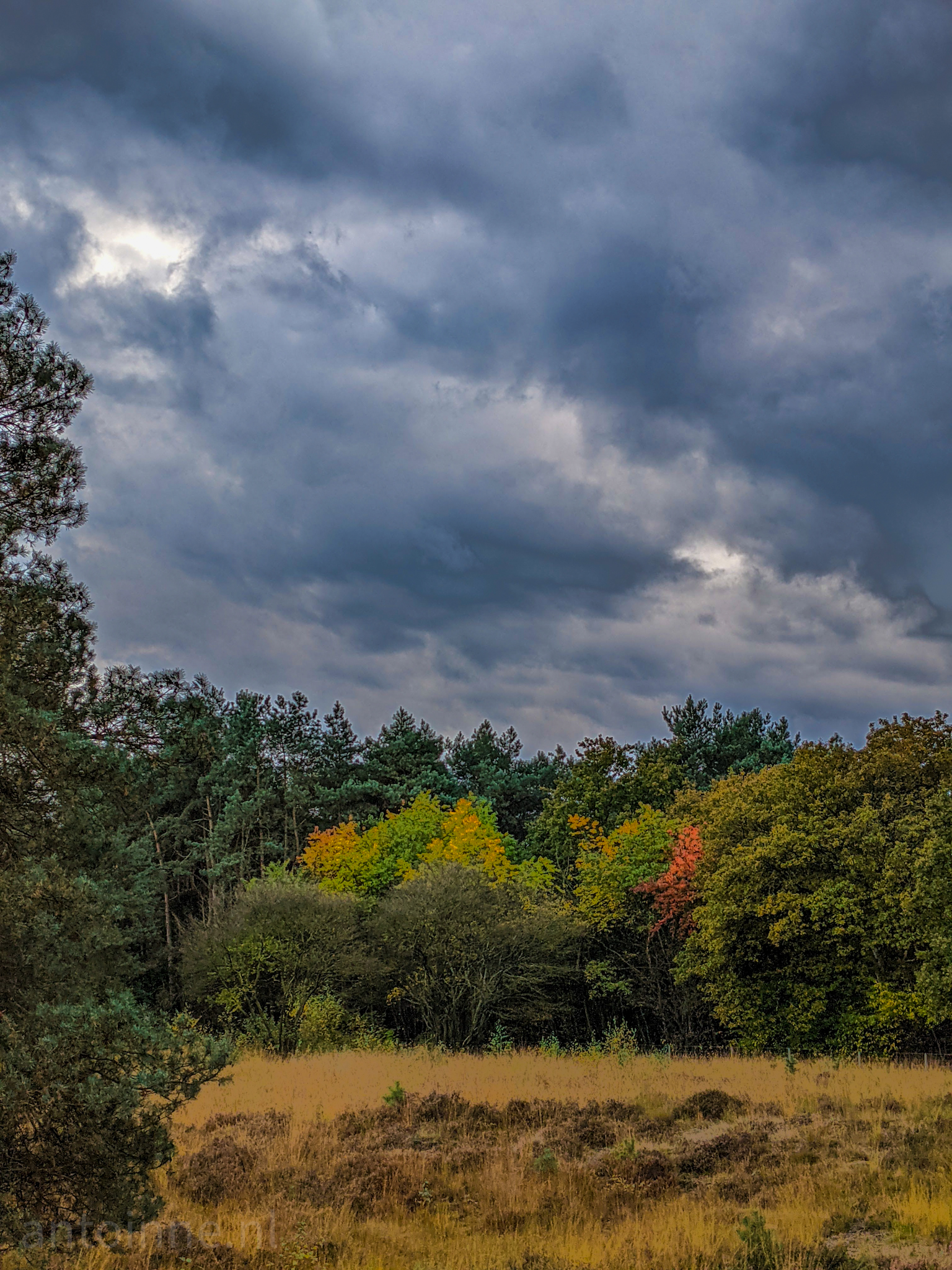 Herfst Zuiderheide