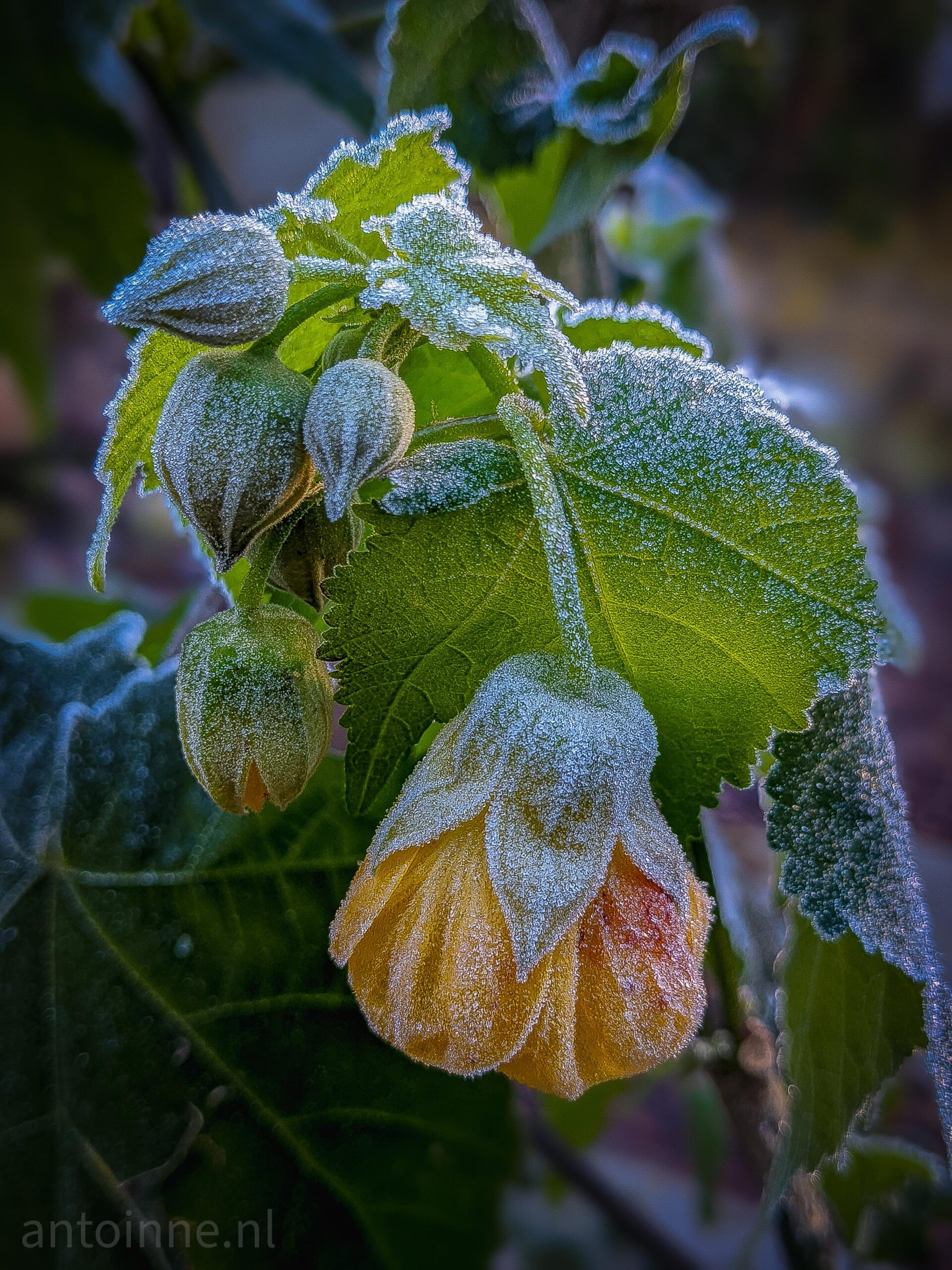 Frost