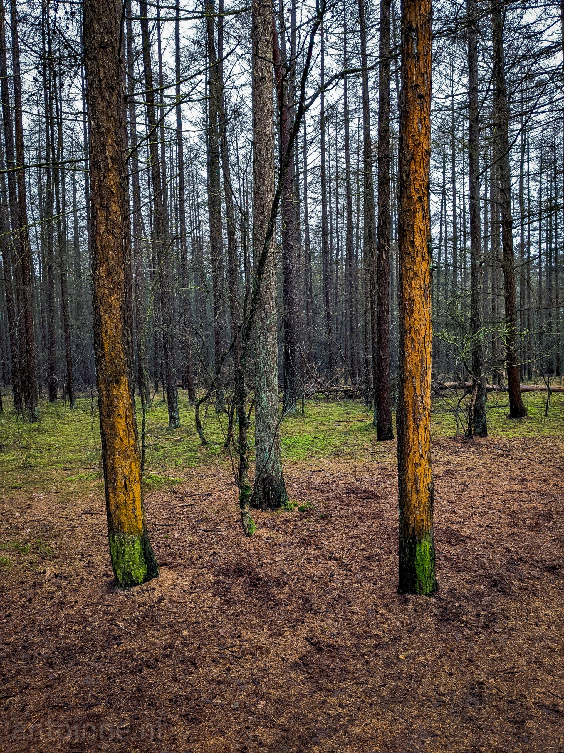 Dennenbos (Zuiderheide)