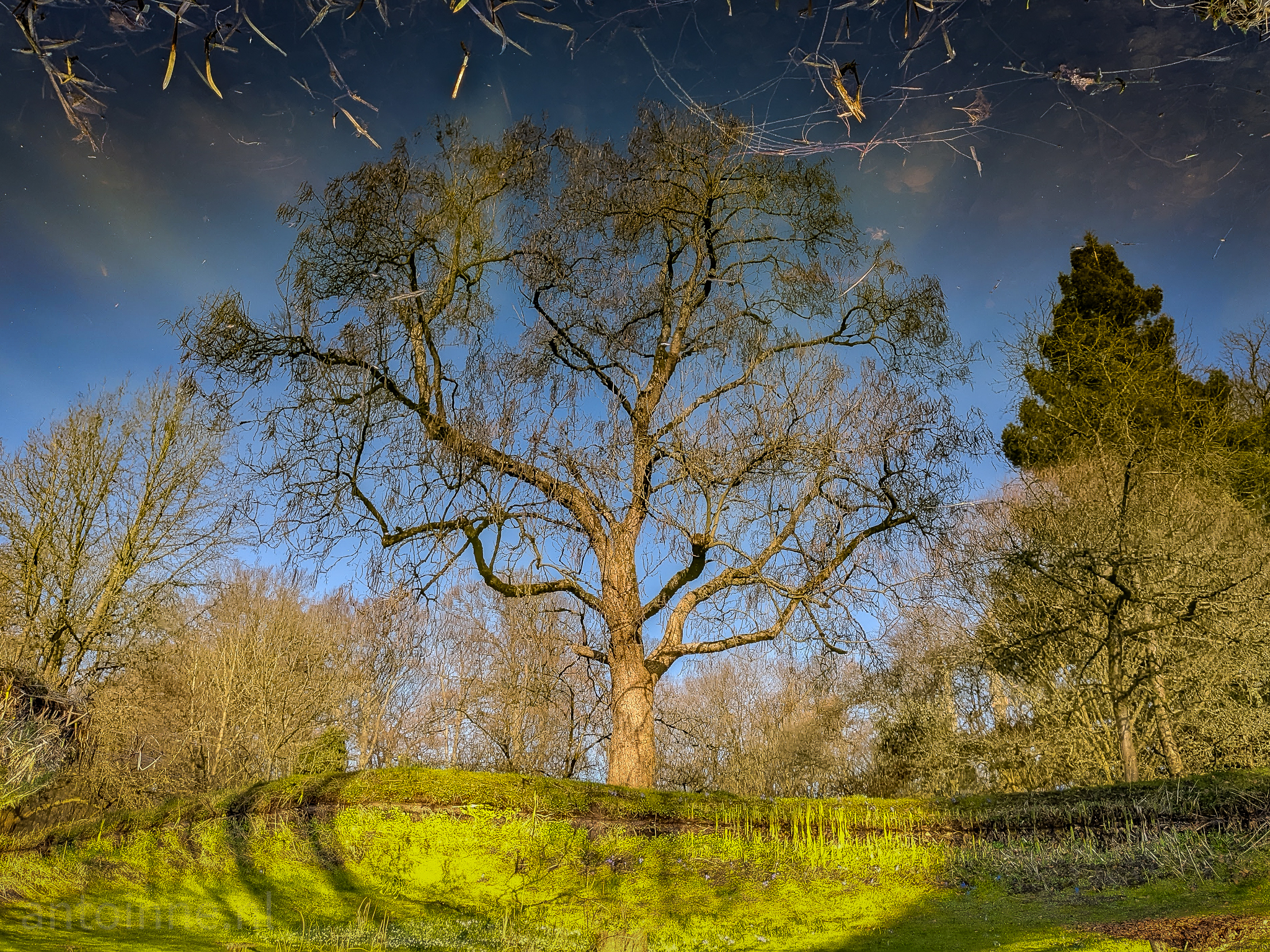 An upside down water reflection (Ornamental Garden Gooilust)