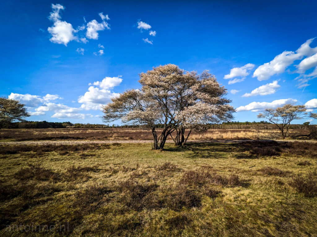 Zuiderheide